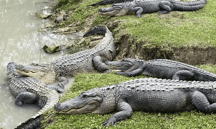 You Can Feed Gators at This Sanctuary in Beaumont Texas is Life