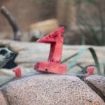 meerkat at fort worth zoo with number one watermelon