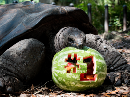 fort worth zoo #1 tortoise with watermelon