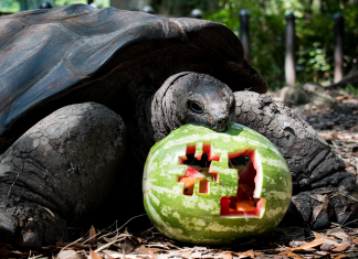 fort worth zoo #1 tortoise with watermelon