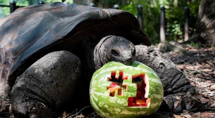 fort worth zoo #1 tortoise with watermelon
