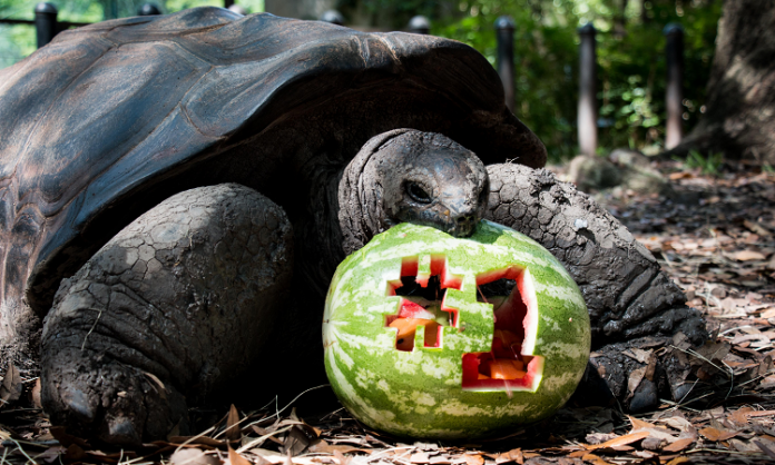 fort worth zoo #1 tortoise with watermelon