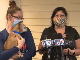 a chihuahua is reunited with his lost san antonio family
