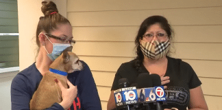 a chihuahua is reunited with his lost san antonio family