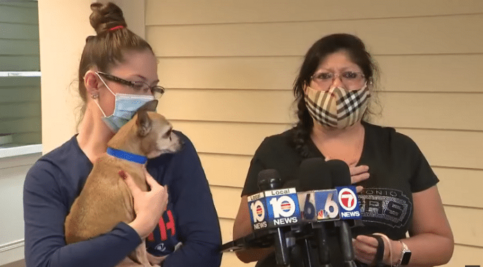 a chihuahua is reunited with his lost san antonio family