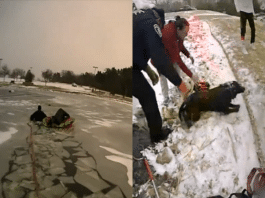 police officers rescue dog frozen pond southlake texas