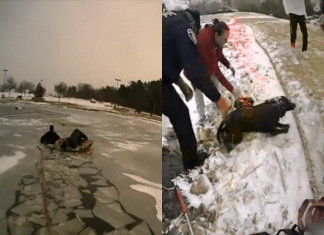 police officers rescue dog frozen pond southlake texas