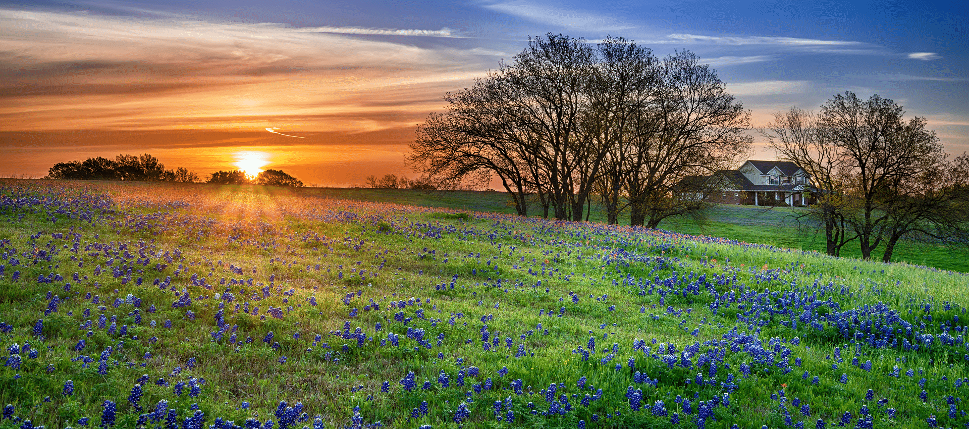 texas bluebonnet field at sunrise