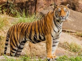tiger standing