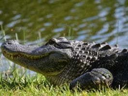 gator sunbathing lake worth texas