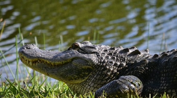 gator sunbathing lake worth texas