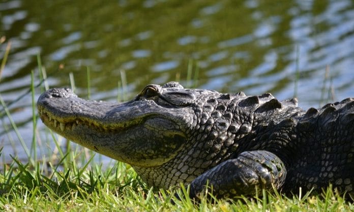 gator sunbathing lake worth texas