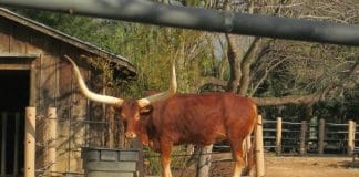 texas longhorn at the houston zoo behind closed fence