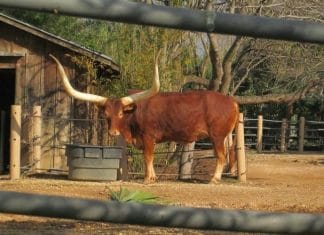 texas longhorn at the houston zoo behind closed fence