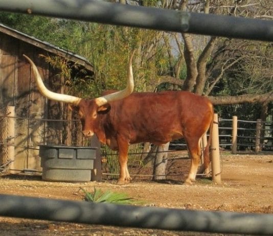 texas longhorn at the houston zoo behind closed fence