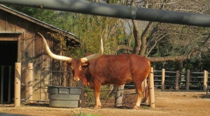 texas longhorn at the houston zoo behind closed fence