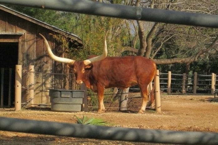 texas longhorn at the houston zoo behind closed fence