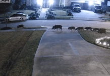 feral hogs in missouri city texas