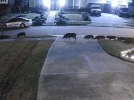 feral hogs in missouri city texas