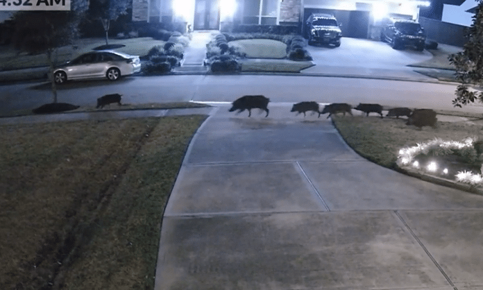 [Video] Watch Dozens of Feral Hogs Run Through a Neighborhood in ...