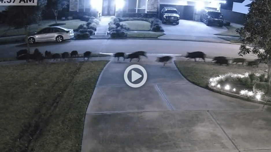 feral hogs in texas neighborhood video thumbnail