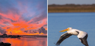 sunset along the Texas Gulf Coast and a whooping crane bird gliding along water