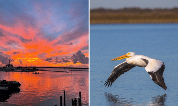 sunset along the Texas Gulf Coast and a whooping crane bird gliding along water