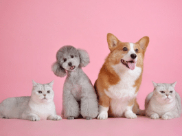 pet cats and dogs againest a pink background