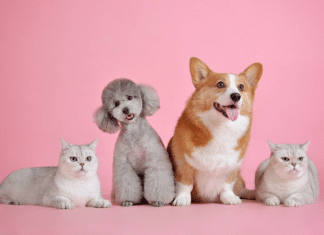 pet cats and dogs againest a pink background