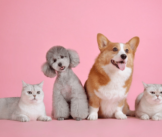 pet cats and dogs againest a pink background