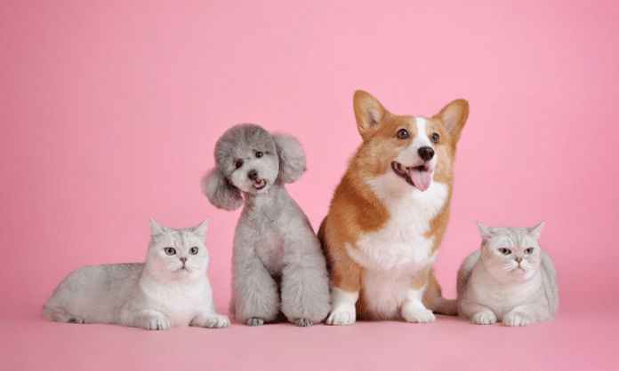 pet cats and dogs againest a pink background