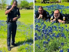 mckinney police officers posing a field of bluebonnets