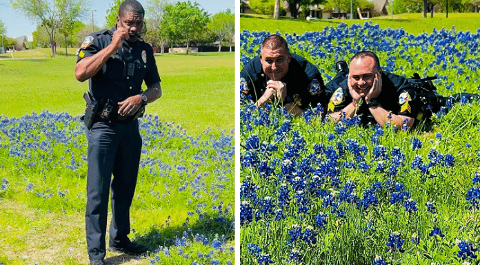 mckinney police officers posing a field of bluebonnets