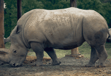 Blake the rhinoceros