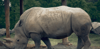 Blake the rhinoceros