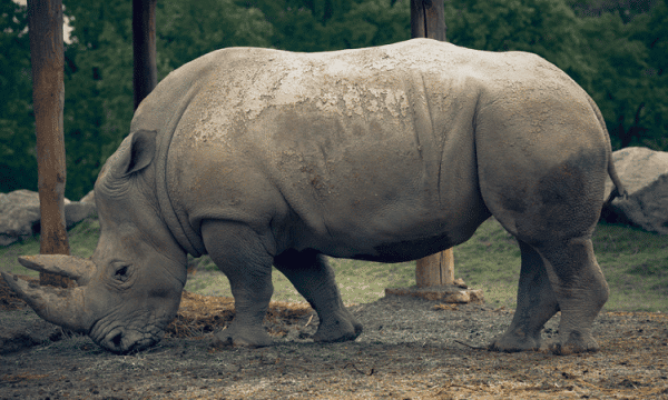 There's a Winery in Fredericksburg, TX With a Rhino You Can Hangout ...