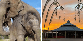 zoos in Texas elephants and a sunrise