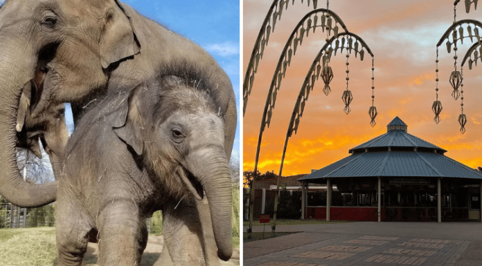 zoos in Texas elephants and a sunrise