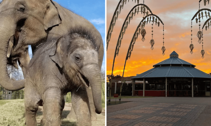 zoos in Texas elephants and a sunrise