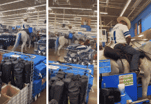 dallas cowboys fan rides horse around walmart in arlington texas
