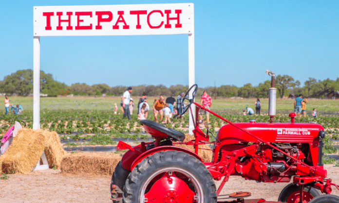 Red Tractor in Rockberry Patch