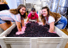 grape punching to make wine in hye, tx