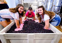 grape punching to make wine in hye, tx