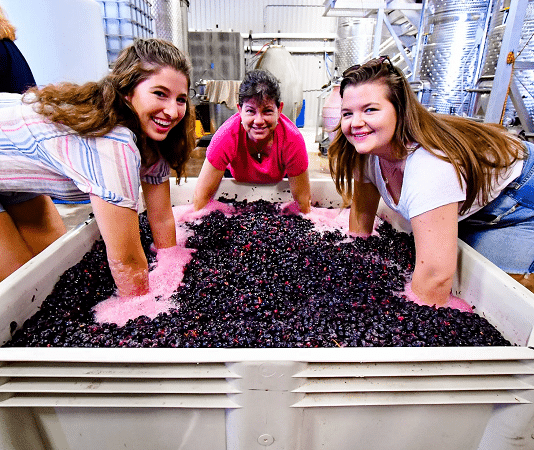 grape punching to make wine in hye, tx