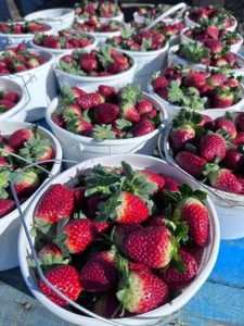 froberg's farm buckets of strawberries
