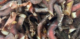 Pioneers Meats Brings South African Products and Flavors to the Heart of Boerne