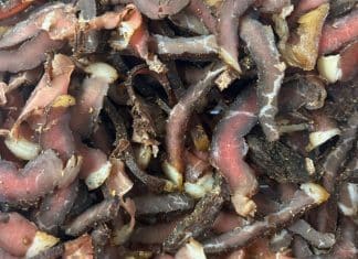 Pioneers Meats Brings South African Products and Flavors to the Heart of Boerne